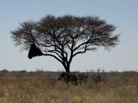 Webervogelnest &ndash; &copy; Nicole Madeleine Ogola (Eberhardt TRAVEL)