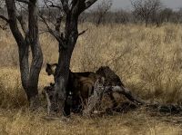 Etosha NP &ndash; &copy; Nicole Madeleine Ogola (Eberhardt TRAVEL)