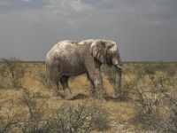 Etosha NP &ndash; &copy; Nicole Madeleine Ogola (Eberhardt TRAVEL)