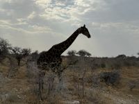 Etosha NP &ndash; &copy; Nicole Madeleine Ogola (Eberhardt TRAVEL)
