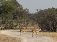 Buffalo Park &ndash; &copy; Nicole Madeleine Ogola (Eberhardt TRAVEL)