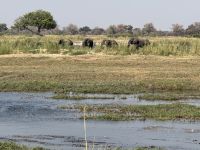 Buffalo NP &ndash; &copy; Nicole Madeleine Ogola (Eberhardt TRAVEL)