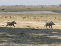 Warzenschweine überall &ndash; &copy; Nicole Madeleine Ogola (Eberhardt TRAVEL)