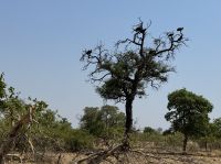 Geier im Buffalo NP &ndash; &copy; Nicole Madeleine Ogola (Eberhardt TRAVEL)
