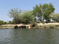 Nguni Rinder &ndash; &copy; Nicole Madeleine Ogola (Eberhardt TRAVEL)