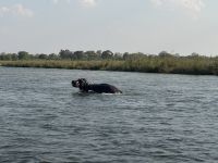 Okavango &ndash; &copy; Nicole Madeleine Ogola (Eberhardt TRAVEL)