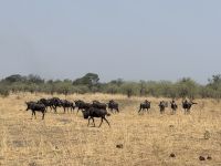 Gnus im Bwabwata NP &ndash; &copy; Nicole Madeleine Ogola (Eberhardt TRAVEL)
