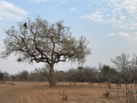 Die Affens sind los &ndash; &copy; Nicole Madeleine Ogola (Eberhardt TRAVEL)