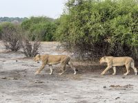 Chobe NP &ndash; &copy; Nicole Madeleine Ogola (Eberhardt TRAVEL)