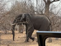 Chobe NP &ndash; &copy; Nicole Madeleine Ogola (Eberhardt TRAVEL)