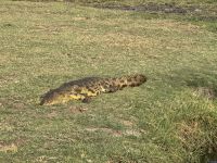 Chobe NP &ndash; &copy; Nicole Madeleine Ogola (Eberhardt TRAVEL)