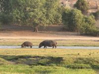 Chobe NP &ndash; &copy; Nicole Madeleine Ogola (Eberhardt TRAVEL)