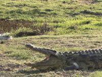 Chobe NP &ndash; &copy; Nicole Madeleine Ogola (Eberhardt TRAVEL)
