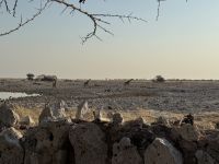 Etosha NP &ndash; &copy; Nicole Madeleine Ogola (Eberhardt TRAVEL)