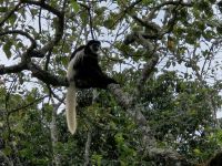 Arusha-Nationalpark, Mantelaffe &ndash; &copy; Anna Jeske (Eberhardt TRAVEL)