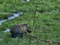Arusha-Nationalpark, Warzenschwein &ndash; &copy; Anna Jeske (Eberhardt TRAVEL)