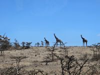 Ngorngorokrater, Giraffen-Tower &ndash; &copy; Anna Jeske (Eberhardt TRAVEL)