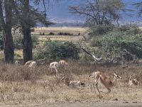 Ngorongorokrater, Gazellen &ndash; &copy; Anna Jeske (Eberhardt TRAVEL)
