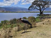 Ngorongorokrater, Marabu &ndash; &copy; Anna Jeske (Eberhardt TRAVEL)