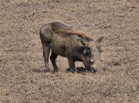 Ngorongorokrater, Warzenschwein &ndash; &copy; Anna Jeske (Eberhardt TRAVEL)