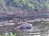 Serengeti, Hippo-Pool &ndash; &copy; Anna Jeske (Eberhardt TRAVEL)