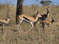Serengeti, Impala-Familie &ndash; &copy; Anna Jeske (Eberhardt TRAVEL)