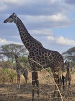Tarangire-Nationalpark, Giraffen-Familie &ndash; &copy; Anna Jeske (Eberhardt TRAVEL)