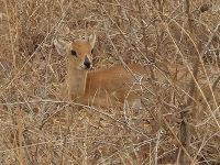 Tarangire-Nationalpark, Riedbock &ndash; &copy; Anna Jeske (Eberhardt TRAVEL)