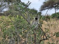 Tarangire-Nationalpark, Vervet-Affe &ndash; &copy; Anna Jeske (Eberhardt TRAVEL)
