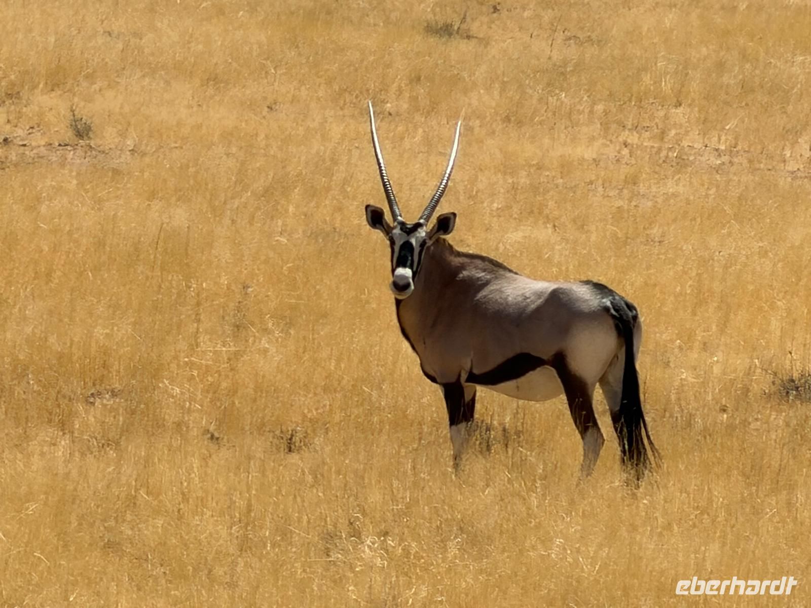Oryx am Straßenrand &ndash; &copy; Geena Dutschmann (Eberhardt TRAVEL)