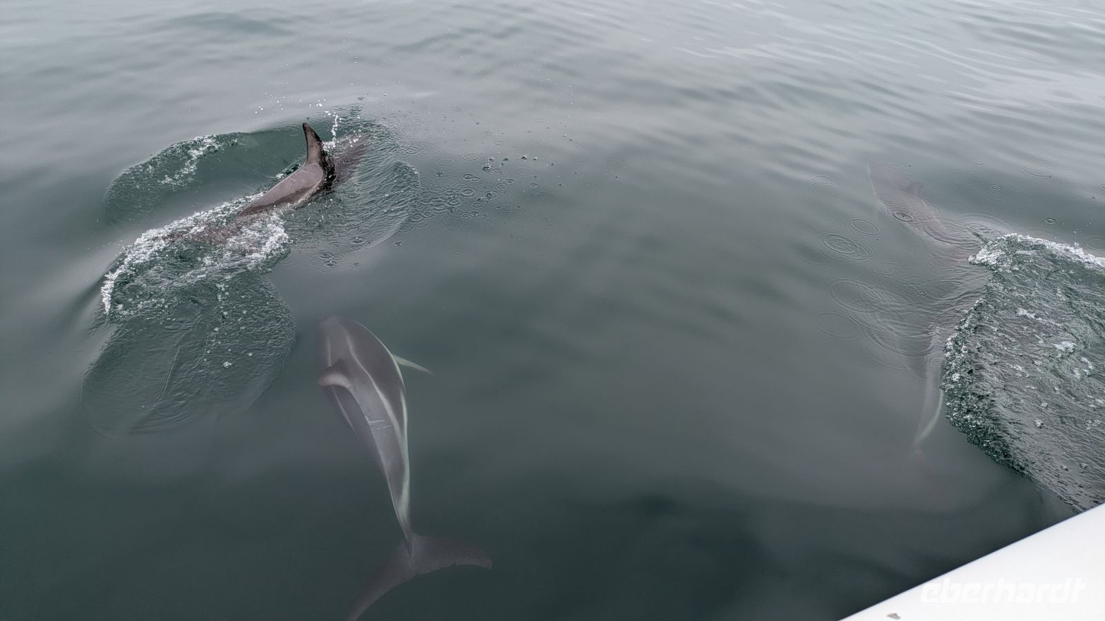 Delfine, Bootsausflug, Walvis Bay &ndash; &copy; Geena Dutschmann (Eberhardt TRAVEL)