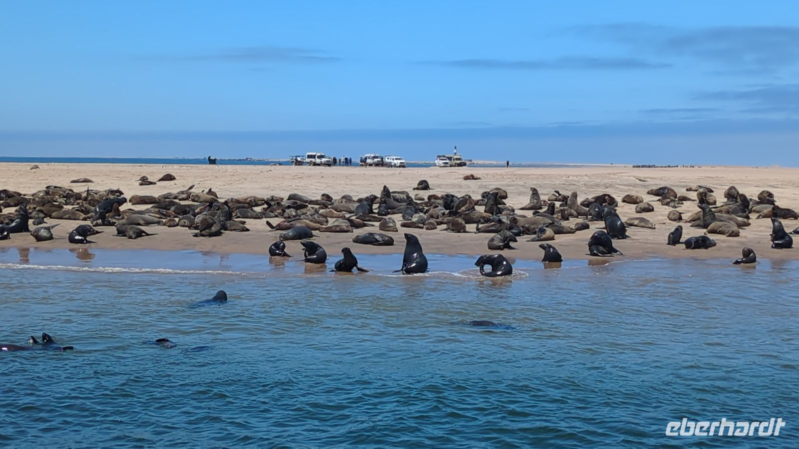 Robbenkolonie, Bootsausflug, Walvis Bay &ndash; &copy; Geena Dutschmann (Eberhardt TRAVEL)