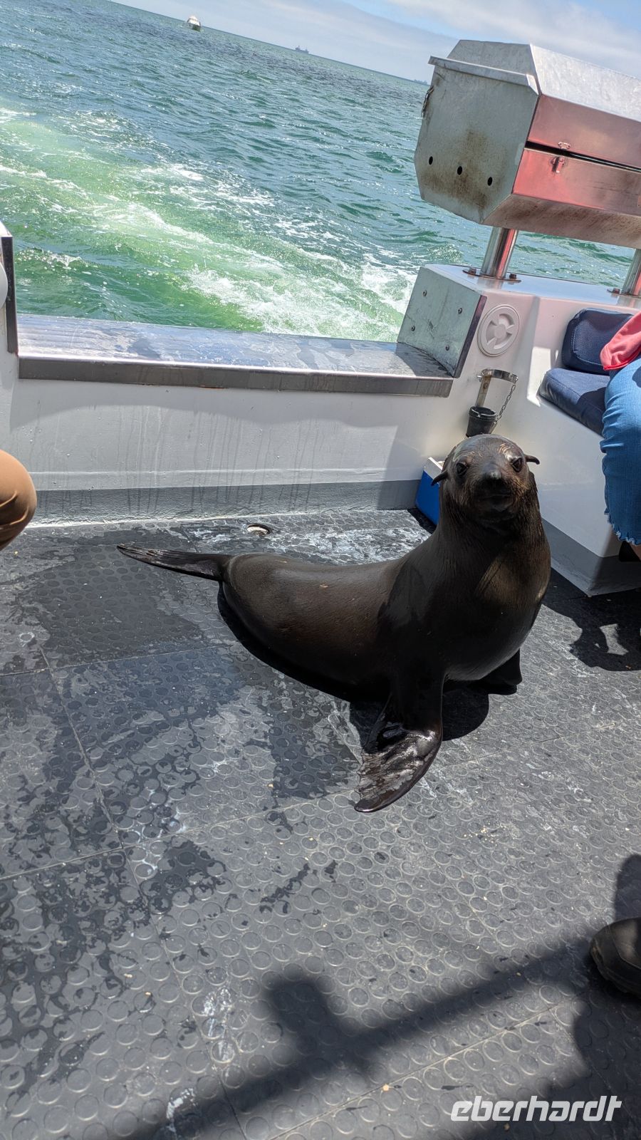 Robbenbesuch auf dem Schiff, Walvis Bay &ndash; &copy; Geena Dutschmann (Eberhardt TRAVEL)