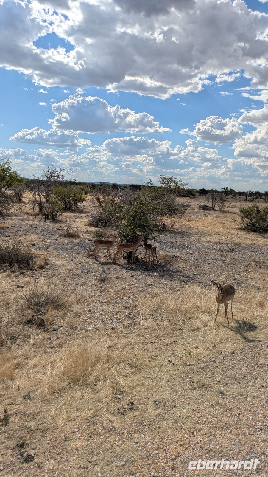 Springbock, Etosha Nationalpark &ndash; &copy; Geena Dutschmann (Eberhardt TRAVEL)