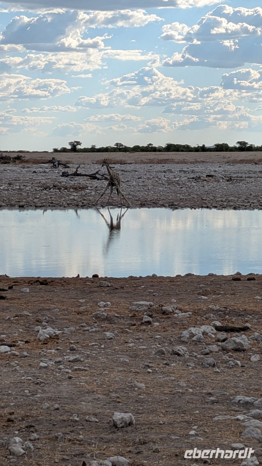 Giraffe am Wasserloch, Etosha Nationalpark &ndash; &copy; Geena Dutschmann (Eberhardt TRAVEL)