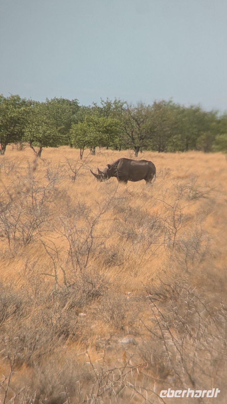Spitznashorn, Etosha Nationalpark &ndash; &copy; Geena Dutschmann (Eberhardt TRAVEL)