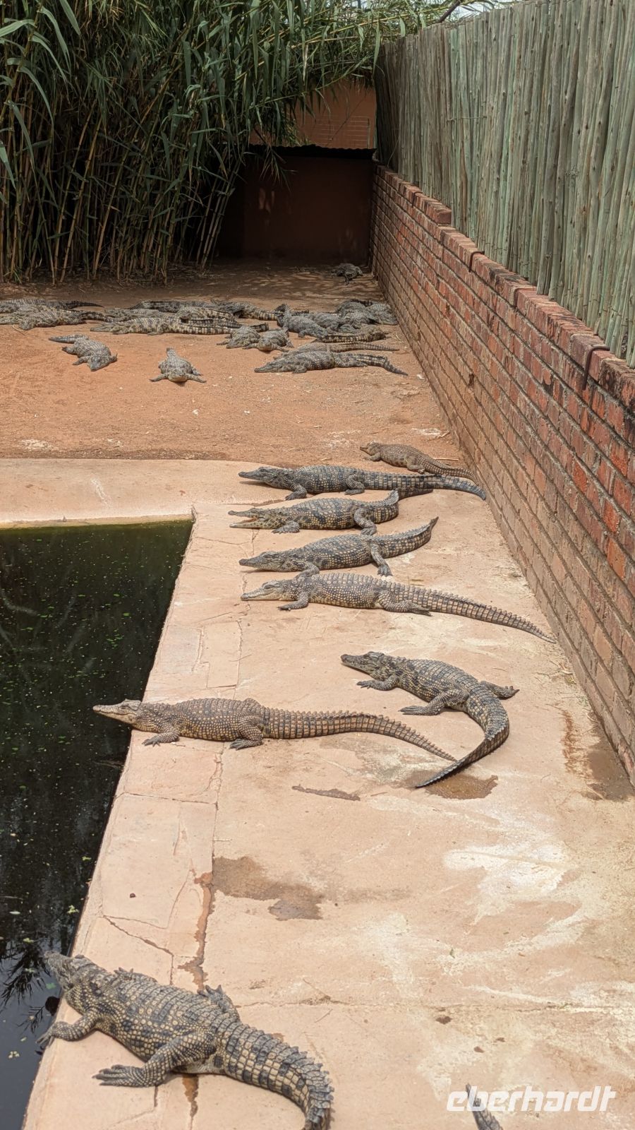 Krokodil Farm Otjiwarongo &ndash; &copy; Geena Dutschmann (Eberhardt TRAVEL)