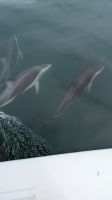 Delfine, Bootsausflug, Walvis Bay &ndash; &copy; Geena Dutschmann (Eberhardt TRAVEL)