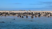 Robbenkolonie, Bootsausflug, Walvis Bay &ndash; &copy; Geena Dutschmann (Eberhardt TRAVEL)