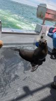 Robbenbesuch auf dem Schiff, Walvis Bay &ndash; &copy; Geena Dutschmann (Eberhardt TRAVEL)