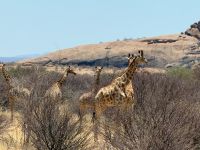 Giraffen am Wegrand &ndash; &copy; Geena Dutschmann (Eberhardt TRAVEL)