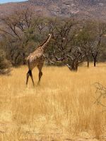 Giraffen &ndash; &copy; Geena Dutschmann (Eberhardt TRAVEL)