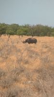 Spitznashorn, Etosha Nationalpark &ndash; &copy; Geena Dutschmann (Eberhardt TRAVEL)