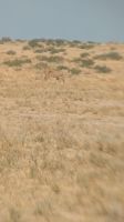 Löwen, Etosha Nationalpark &ndash; &copy; Geena Dutschmann (Eberhardt TRAVEL)