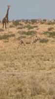 Löwen und Giraffe, Etosha Nationalpark &ndash; &copy; Geena Dutschmann (Eberhardt TRAVEL)