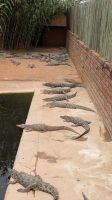 Krokodil Farm Otjiwarongo &ndash; &copy; Geena Dutschmann (Eberhardt TRAVEL)
