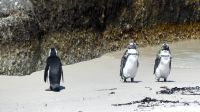Südafrika - Simon`s Town - Boulders Beach &ndash; &copy; Annett Müller (Eberhardt TRAVEL)