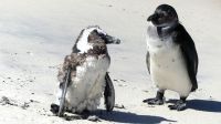 Südafrika - Simon`s Town - Boulders Beach &ndash; &copy; Annett Müller (Eberhardt TRAVEL)