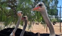 Südafrika - Oudtshoorn - Straußenfarm &ndash; &copy; Annett Müller (Eberhardt TRAVEL)