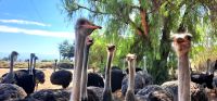 Südafrika - Oudtshoorn - Straußenfarm &ndash; &copy; Annett Müller (Eberhardt TRAVEL)